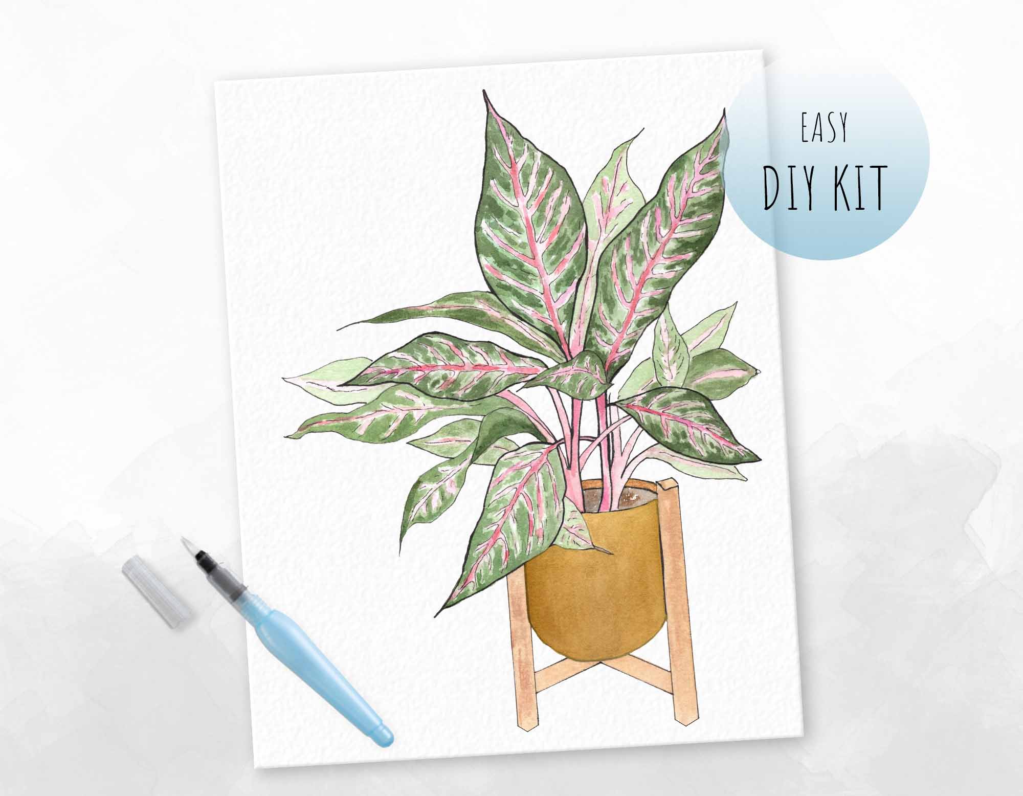 aglaonema drawing Pink Aglaonema